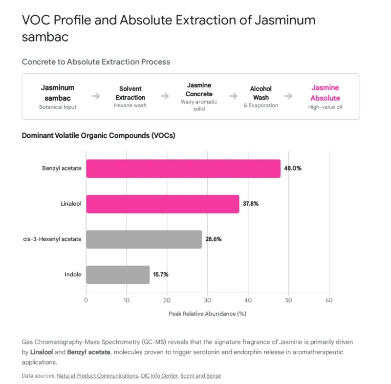 แผนภาพแสดงกระบวนการสกัดน้ำมันหอมระเหยดอกมะลิ (Jasmine Absolute) จากดอกมะลิติส (Jasminum sambac) และกราฟแสดงสัดส่วนสารประกอบอินทรีย์ระเหยง่าย (VOCs) ที่สำคัญ ได้แก่ Benzyl acetate 48.0% และ Linalool 37.8% ซึ่งเป็นสารหลักที่ให้ความหอมและกระตุ้นการผ่อนคลาย